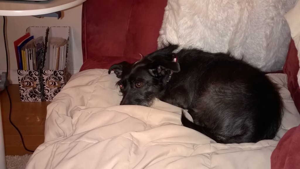 The Latest Addition to Duane's Family, Emily Yoda