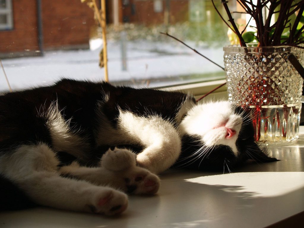 Office Cat asleep on a windowsill in the sun.
